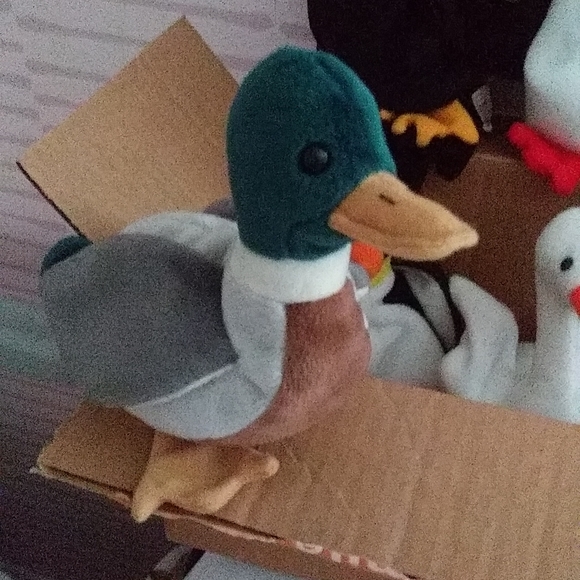 Ty Birds of a Feather Bundle of 10 VINTAGE RARE NWT - Picture 4 of 5